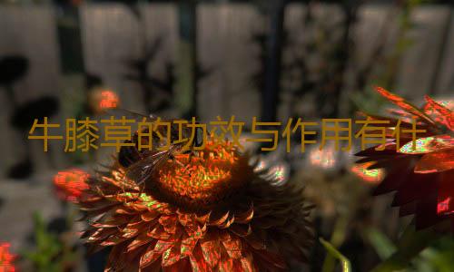 牛膝草的功效与作用有什么