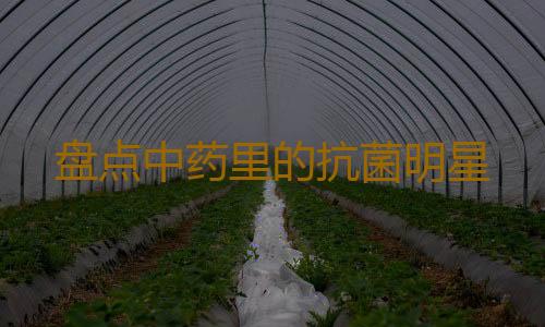 盘点中药里的抗菌明星