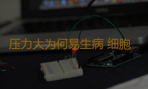 压力大为何易生病 细胞信号转导之谜破解
