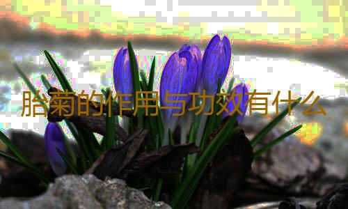 胎菊的作用与功效有什么