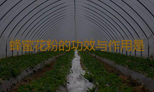 蜂蜜花粉的功效与作用是什么